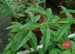 香草料理的做法图解7