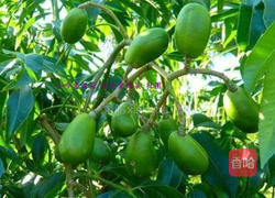 糖蜜无子橄榄的做法图解1