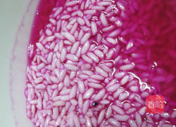 植物色染椰香米糕的做法图解3