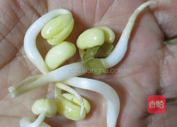 豆芽教的做法图解12