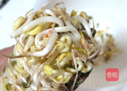 豆芽教的做法图解11