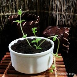 冰淇淋盆栽的做法[图]
