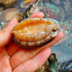 鲍鱼鸡汤的做法[图]