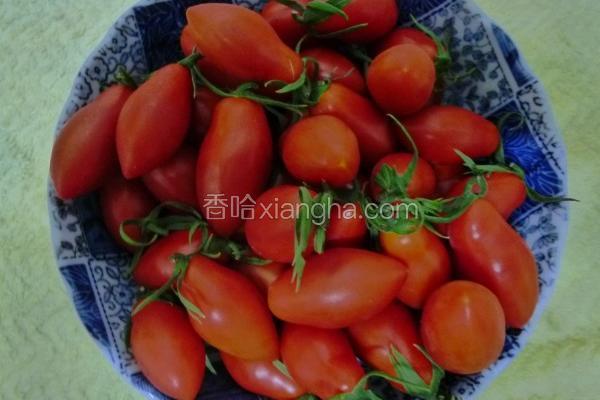 超甜玉女小番茄