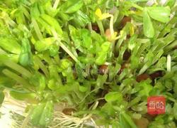 清炒菇菇豌豆苗的做法图解12