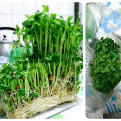 快炒豌豆苗的做法[图]