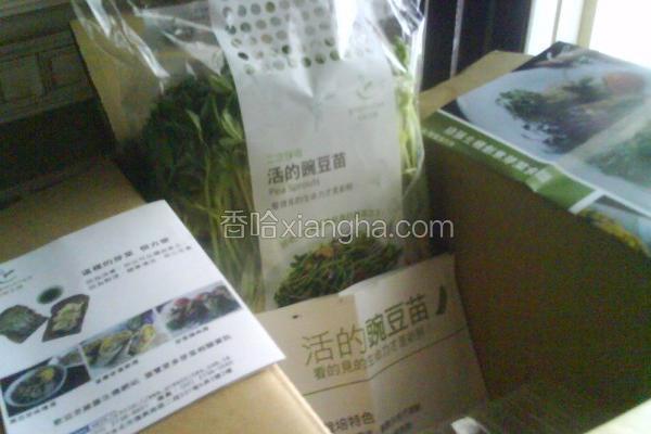 豌豆苗