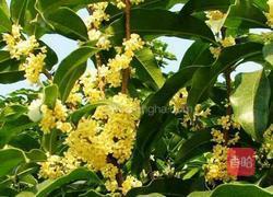 木樨肉的做法图解5