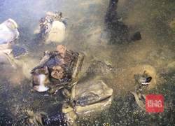 乌鸡汤的做法图解2