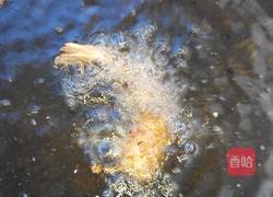 金黄凤尾虾的做法图解8