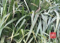 粽子的做法图解1