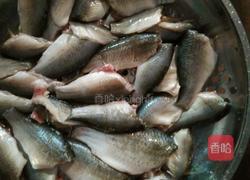 清炖野生小鲫鱼的做法图解1