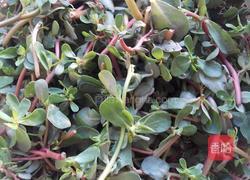 清炒马齿苋的做法图解1