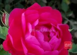 自制玫瑰苹果醋的做法图解4