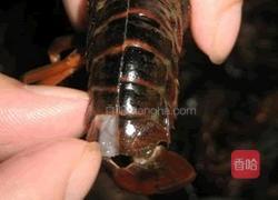 湖北潜江油焖大虾（特推）的做法图解3