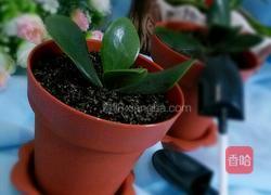 酸奶盆栽的做法图解6