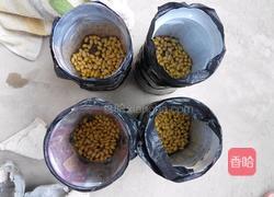 自制黄豆芽(饮料瓶)的做法图解4