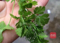 鲫鱼汤的做法图解5