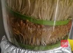 芽苗菜的做法图解7