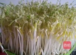 芽苗菜的做法图解8