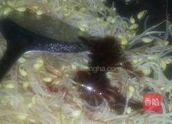 炒黄豆芽的做法图解4