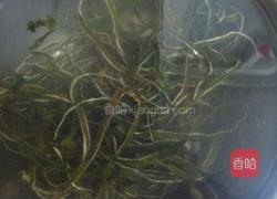 红油蒜泥海带丝的做法图解2