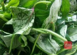 炒苕尖的做法图解1