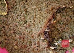 自制绿豆芽（沙培法）的做法图解5