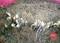 自制绿豆芽（沙培法）的做法图解6