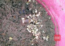 自制绿豆芽(沙培法)的做法图解7
