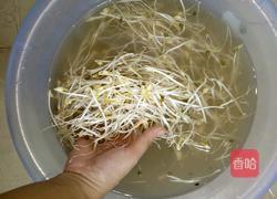 自制绿豆芽(沙培法)的做法图解9