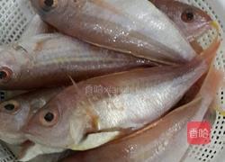 香煎红衫鱼的做法图解1