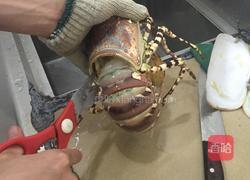 刺生澳洲龙虾的做法图解2