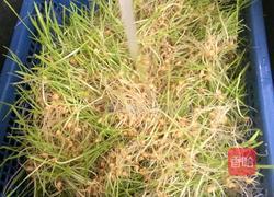 麦芽糖的做法图解8