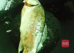 野生鲫鱼冬瓜汤的做法图解3