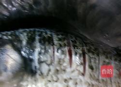 西红柿鲫鱼汤的做法图解1