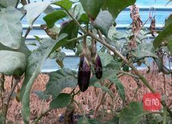 菊花茄子的做法图解1