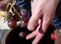 自酿葡萄酒的做法图解4