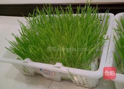 麦苗苹果汁的做法图解1