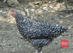 白斩芦花鸡的做法图解1