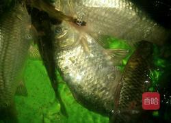 野生河鲫鱼红烧的做法图解1