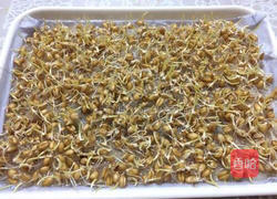 小麦草水培的做法图解7