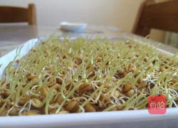 小麦草水培的做法图解9