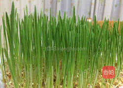 小麦草水培的做法图解13