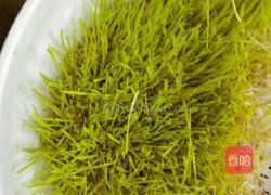 麦芽糖的做法图解3