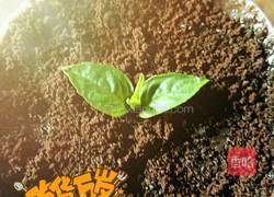 盆栽甜品的做法图解8