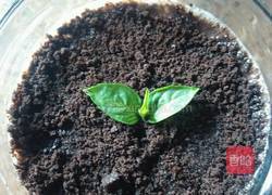 盆栽甜品的做法图解7