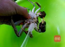 煮河蟹的做法图解1