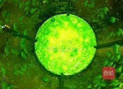 翡翠水饺的做法图解2