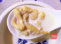 红枣牛奶炖花胶的做法图解7